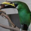 Blue-throated Toucanet